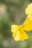 Design concept - Beautiful yellow ginkgo, gingko biloba tree leaf in autumn season in sunny day with sunlight, close up, bokeh, blurry background. photo