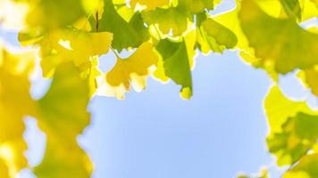 Design concept - Beautiful yellow ginkgo, gingko biloba tree leaf in autumn season in sunny day with sunlight, close up, bokeh, blurry background. photo