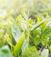 Beautiful green tea crop leaf in the morning with sun flare sunlight, fresh sprout on the tree plant design concept, close up, macro. photo