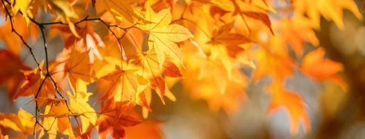 Beautiful maple leaves in autumn sunny day in foreground and blurry background in Kyushu, Japan. No people, close up, copy space, macro shot. photo