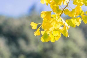 Design concept - Beautiful yellow ginkgo, gingko biloba tree leaf in autumn season in sunny day with sunlight, close up, bokeh, blurry background. photo