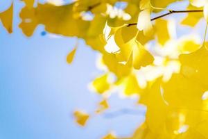 Design concept - Beautiful yellow ginkgo, gingko biloba tree leaf in autumn season in sunny day with sunlight, close up, bokeh, blurry background. photo