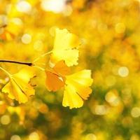 Design concept - Beautiful yellow ginkgo, gingko biloba tree leaf in autumn season in sunny day with sunlight, close up, bokeh, blurry background. photo