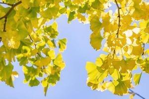 Design concept - Beautiful yellow ginkgo, gingko biloba tree leaf in autumn season in sunny day with sunlight, close up, bokeh, blurry background. photo