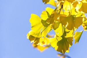 concepto de diseño: hermoso ginkgo amarillo, hoja de árbol de gingko biloba en la temporada de otoño en un día soleado con luz solar, primer plano, bokeh, fondo borroso. foto