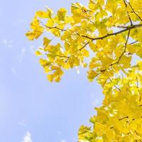 Design concept - Beautiful yellow ginkgo, gingko biloba tree leaf in autumn season in sunny day with sunlight, close up, bokeh, blurry background. photo