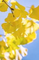 Design concept - Beautiful yellow ginkgo, gingko biloba tree leaf in autumn season in sunny day with sunlight, close up, bokeh, blurry background. photo