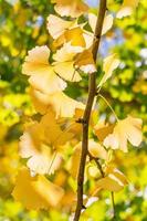 Design concept - Beautiful yellow ginkgo, gingko biloba tree leaf in autumn season in sunny day with sunlight, close up, bokeh, blurry background. photo