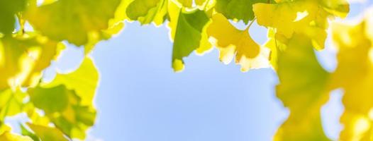 concepto de diseño: hermoso ginkgo amarillo, hoja de árbol de gingko biloba en la temporada de otoño en un día soleado con luz solar, primer plano, bokeh, fondo borroso. foto