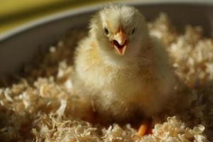 Selective Focus Of Yellow Chick With Open Beak. photo