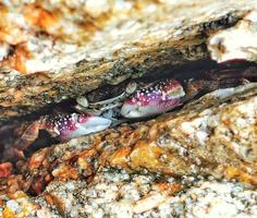 small crab hidden in the rocks photo