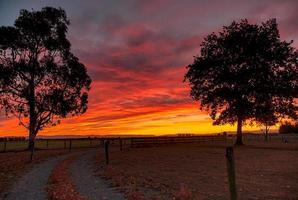 Silhouettes of two trees photo