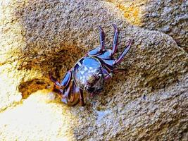 Close up to a crab photo