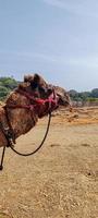 Close-up view of camel photo