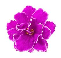 violet isolated on a white background photo