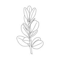 A sprig of round plants with leaves on the stem. Botanical design element for magazines, articles and brochures. . Simple black white vector illustration drawn by hand, isolated on a white background.