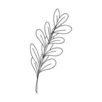 A sprig of round plants with leaves on the stem. Botanical design element for magazines, articles and brochures. . Simple black white vector illustration drawn by hand, isolated on a white background.
