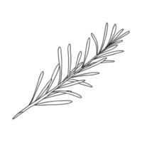 A sprig of rosemary with leaves on the stem. Botanical design element for decorating menus and recipes. Simple black and white vector illustration drawn by hand, isolated on a white background.