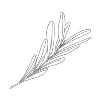 rama de olivo con hojas. elemento de diseño botánico para revistas, artículos y folletos, menús y recetas. ilustración vectorial simple en blanco y negro, dibujada a mano, aislada en un fondo blanco. vector