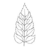 A branch with symmetrical leaves with notches. Botanical design element for magazines, articles and brochures. Simple black and white vector illustration drawn by hand, isolated on a white background