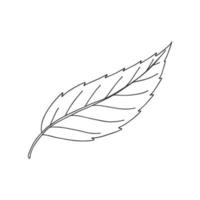 An ordinary leaf of a plant. Botanical decorative element for the design of articles, magazines, recipes and menus. Simple black white vector illustration, hand drawn, isolated on a white background.