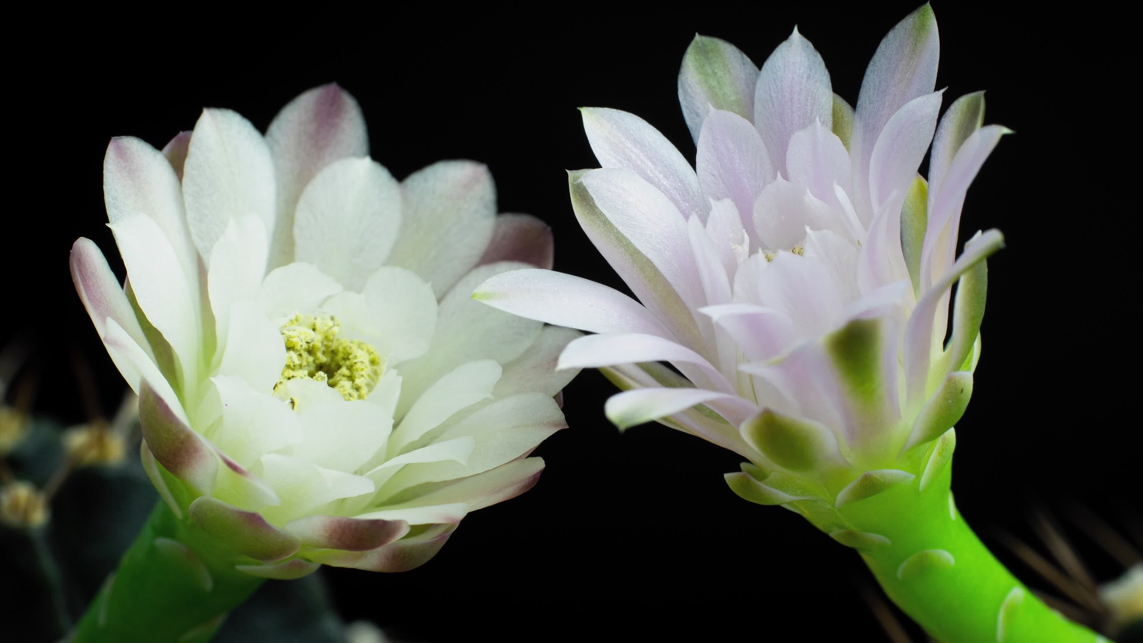 Astonishing Daisy Bloom Time Lapse: Full Video Inside - l8cm4sz