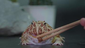 voer uw huisdier kikkers. Argentijnse gehoornde kikker geel met bruine strepen. voer de kikker met een tang. wetenschappelijke naam ceratophrys ornata video