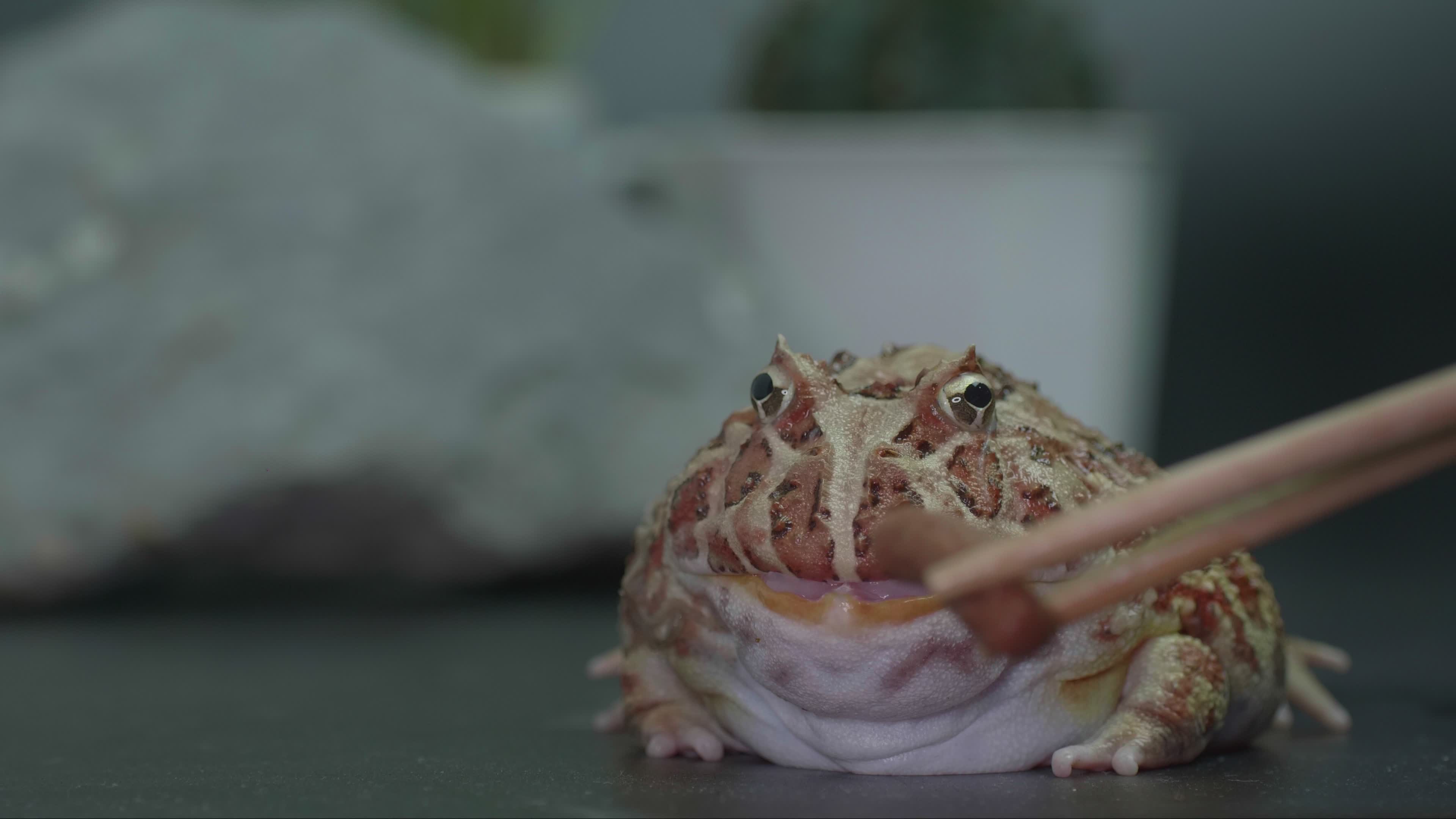 Feed your pet frogs. argentine horned frog yellow with brown stripes