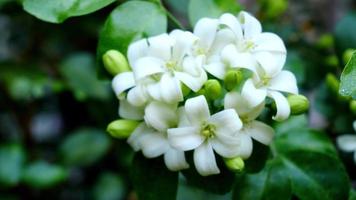 murraya paniculata of naam orang jessamine, chinese buxusboom, andaman satijnhout, chinese buxusstruik. witte bloemen die 's nachts geurig zijn video