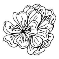 Flower art line. Sakura or Apple blossoms in vector isolated on white background. Spring flowers drawn in black and white line. Icon or symbol of spring and flowers.Doodle outline. Sketch.