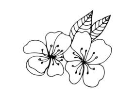 Flower art line. Sakura or Apple blossoms in vector isolated on white background. Spring flowers drawn in black and white line. Icon or symbol of spring and flowers.Doodle outline. Sketch.