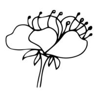 Sakura flower doodle icon. Back line isolated on white. One line contour floral drawing.Vector illustration vector