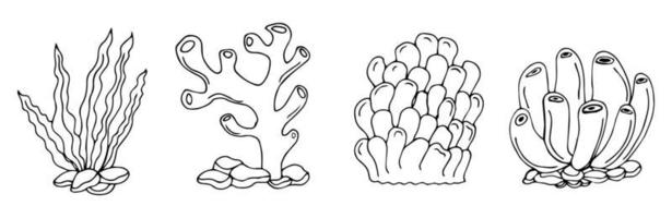 conjunto de vectores de corales. los elementos marinos de contorno están aislados en blanco. hermosa flora y fauna submarina. Acuario, océano y vida acuática de algas submarinas en estilo dibujado a mano o caricatura.