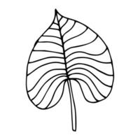 Tropical palm leave in sketch style, isolated vector illustration. Leave of palm tree in linear doodle style. Botanical minimalist print of exotic leave, sketch design.