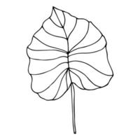 Tropical palm leave in sketch style, isolated vector illustration. Leave of palm tree in linear doodle style. Botanical minimalist print of exotic leave, sketch design.