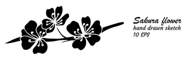 Sakura flower doodle icon. Back line isolated on white. One line contour floral drawing.Vector illustration vector