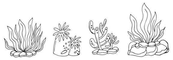 Seaweed set. Water grass. Freehand coloring book. Vector illustration isolated on white background
