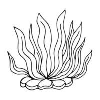 Vector isolated simple contour coral template. Colorless black line coral branch outline doodle sketch.