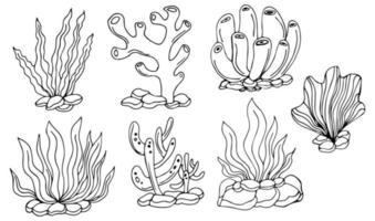 Sketch seaweed. Isolated ocean seaweeds, aquarium decorative art elements. Underwater corals, engraving sea algae laminaria exact set vector