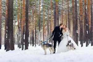 Cheerful newlyweds walks on the trail in the snowy forest with two siberian dogs. Winter wedding. Artwork. Copy space photo