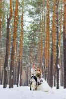 Cheerful newlyweds walks on the trail in the snowy forest with two siberian dogs. Winter wedding. Artwork. Copy space photo
