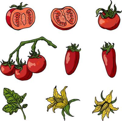 Tomato Vector Art, Icons, and Graphics for Free Download