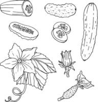 Black and white contour set with cucumbers. Monochrome outline of cucumbers, cucumber slices, flowers and leaves isolated on white