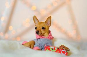 toy terrier sitting on artificial snow photo