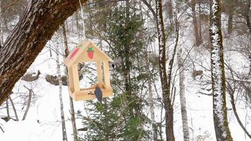 Bird feeder in the park video