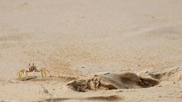 krab op het zandstrand video