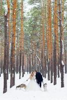 Cheerful newlyweds walks on the trail in the snowy forest with two siberian dogs. Winter wedding. Artwork. Copy space photo