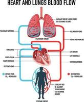 diagrama que muestra el flujo sanguíneo del corazón y los pulmones vector