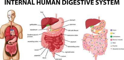 Diagram showing internal human digestive system vector