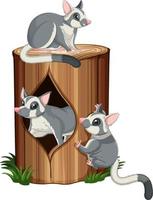 Three sugar gliders on the log vector